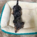 male Dachshund puppy
