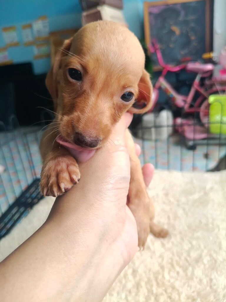 Mini Dachshund - Male 4, Male Dachshund puppy