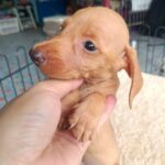 male Dachshund puppy