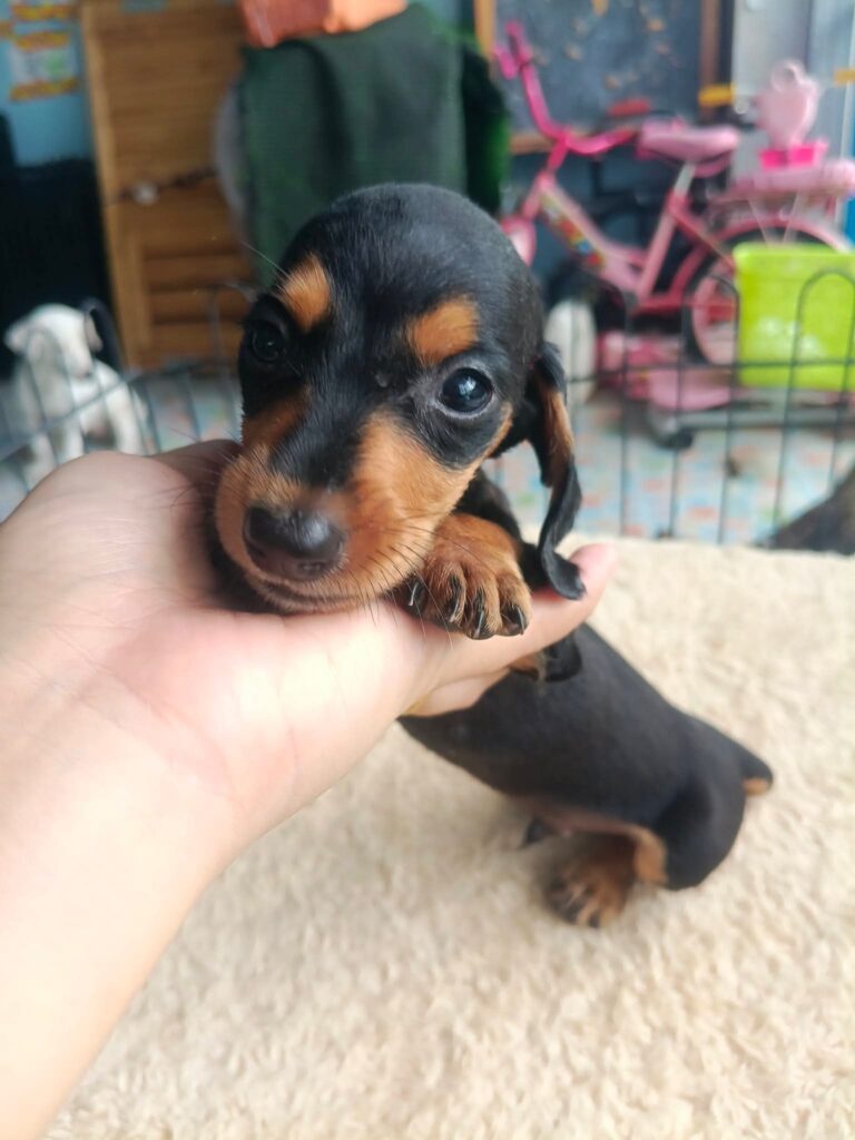 Mini Dachshund - Male 5, Male Dachshund puppy