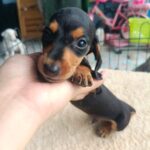 male Dachshund puppy