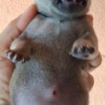 male Thai Ridgeback puppy