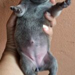 female Thai Ridgeback puppy