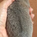 female Thai Ridgeback puppy