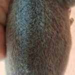 male Thai Ridgeback puppy