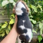 male Beagle puppy