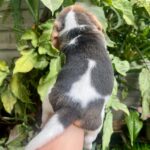 male Beagle puppy