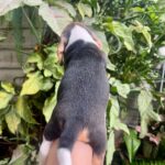 male Beagle puppy