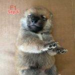 female Shiba Inu puppy