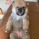 female Shiba Inu puppy