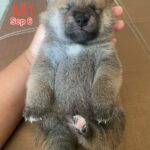 male Shiba Inu puppy