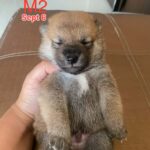 male Shiba Inu puppy