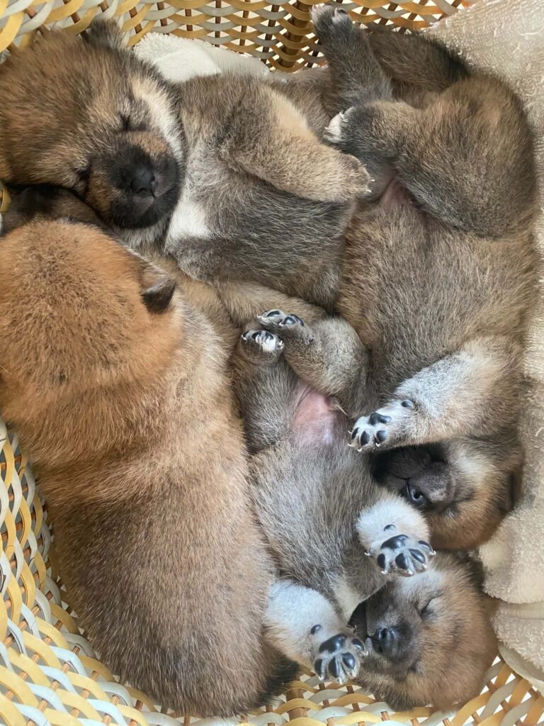 Shiba Inu available puppies