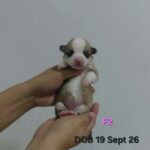female Pembroke Welsh Corgi puppy