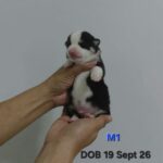 male Pembroke Welsh Corgi puppy