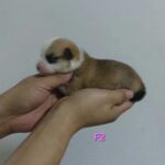 female Pembroke Welsh Corgi puppy