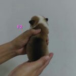 female Pembroke Welsh Corgi puppy