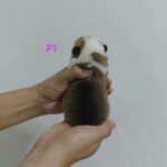 female Pembroke Welsh Corgi puppy