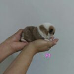 female Pembroke Welsh Corgi puppy