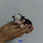 male Pembroke Welsh Corgi puppy