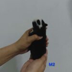 male Pembroke Welsh Corgi puppy