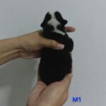 male Pembroke Welsh Corgi puppy