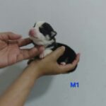 male Pembroke Welsh Corgi puppy