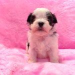 male Maltipoo puppy