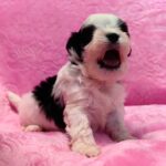 male Maltipoo puppy