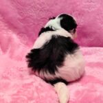 male Maltipoo puppy