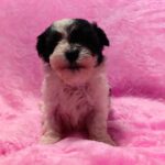 female Maltipoo puppy