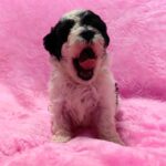 female Maltipoo puppy