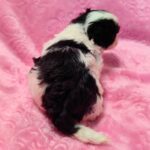 female Maltipoo puppy