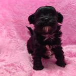 female Maltipoo puppy