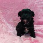female Maltipoo puppy