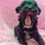 female Maltipoo puppy