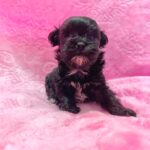 female Maltipoo puppy