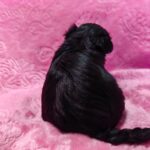 female Maltipoo puppy