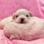 male Maltipoo puppy