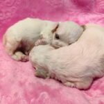 male Maltipoo puppy