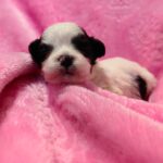 male Maltipoo puppy