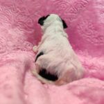 male Maltipoo puppy