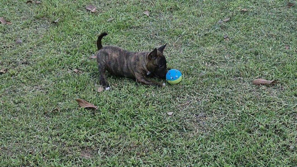 female Miniature Bull Terrier puppy