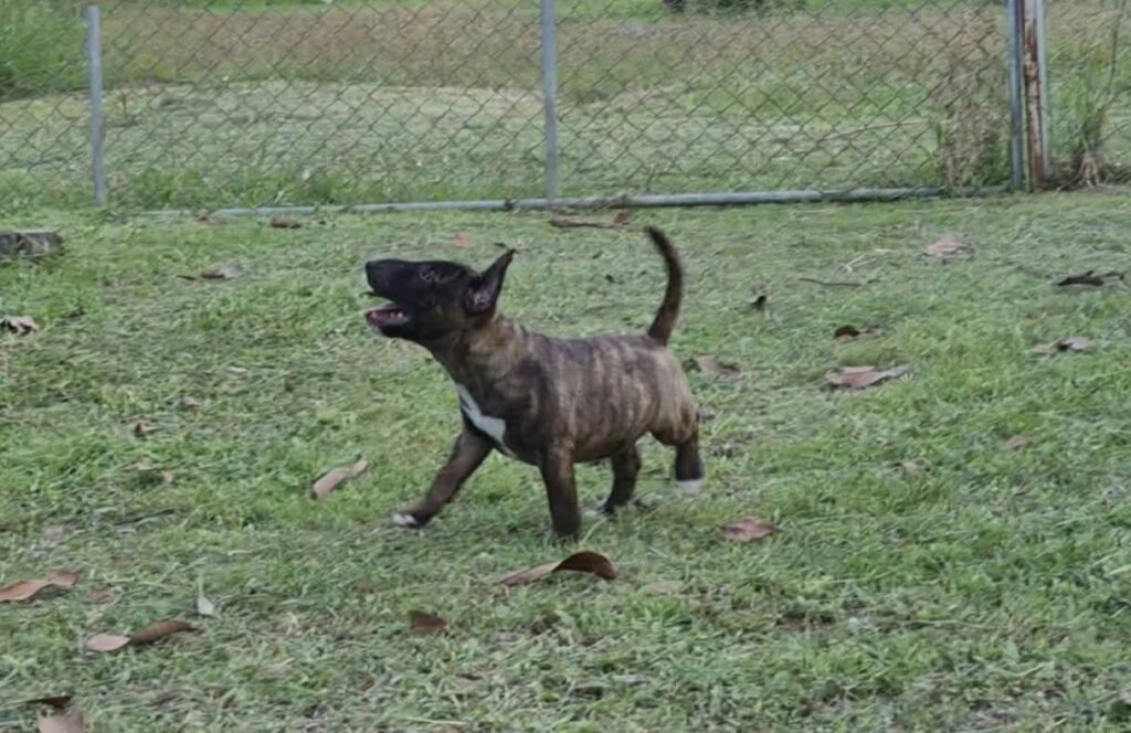 female Miniature Bull Terrier puppy