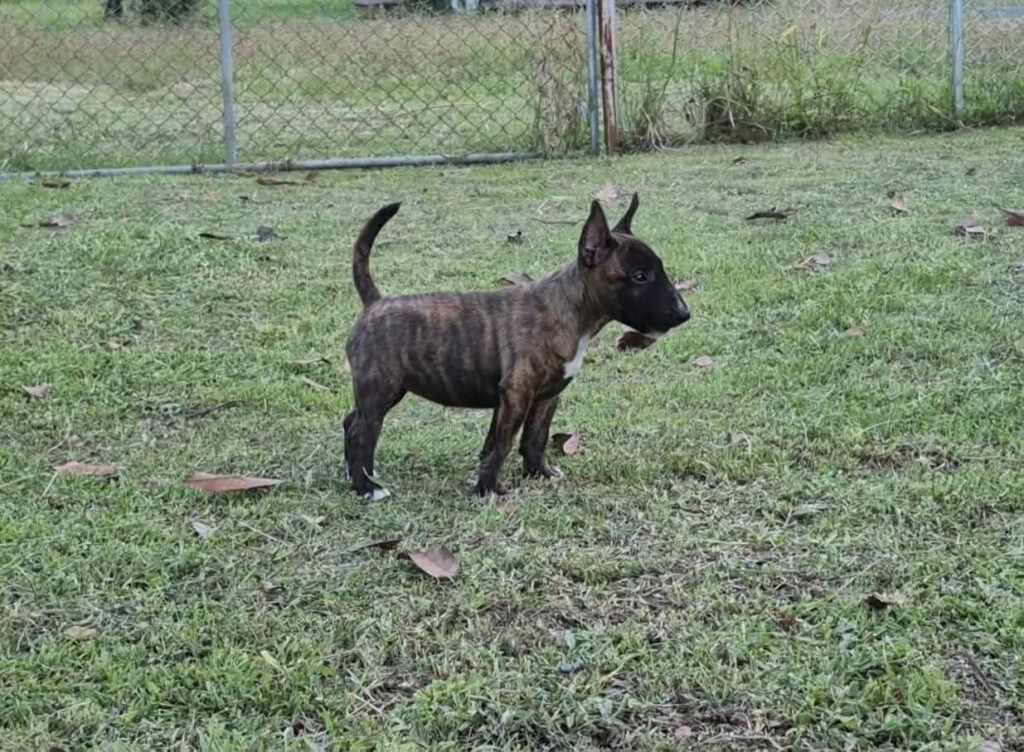 female Miniature Bull Terrier puppy