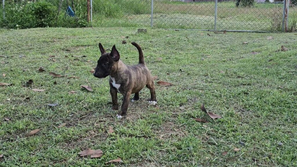 female Miniature Bull Terrier puppy