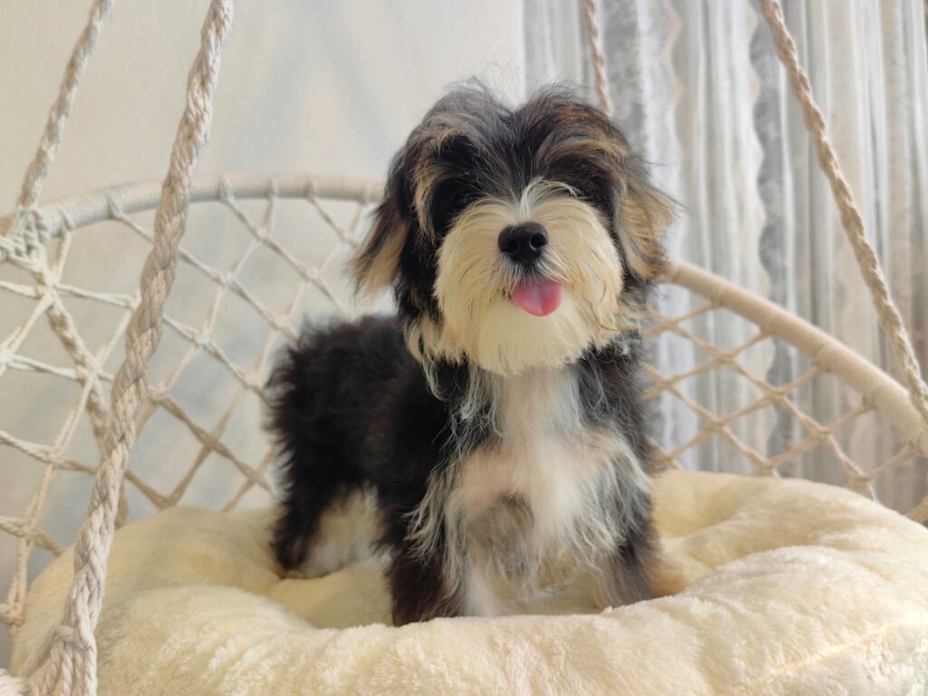 male Morkie puppy