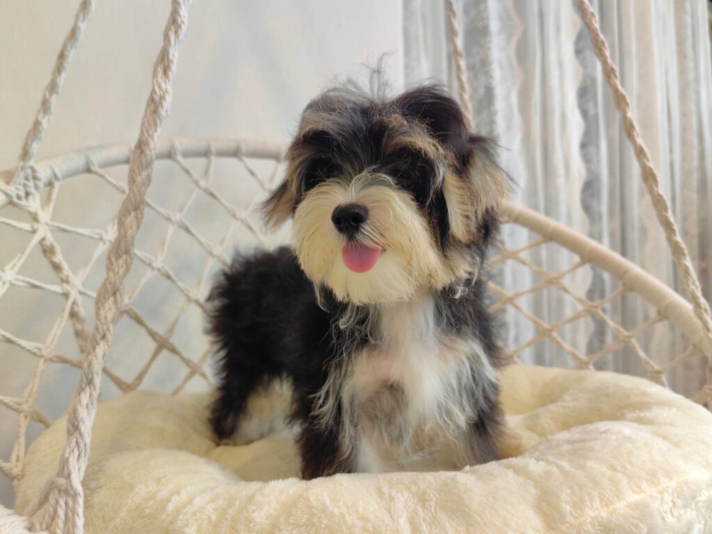 male Morkie puppy