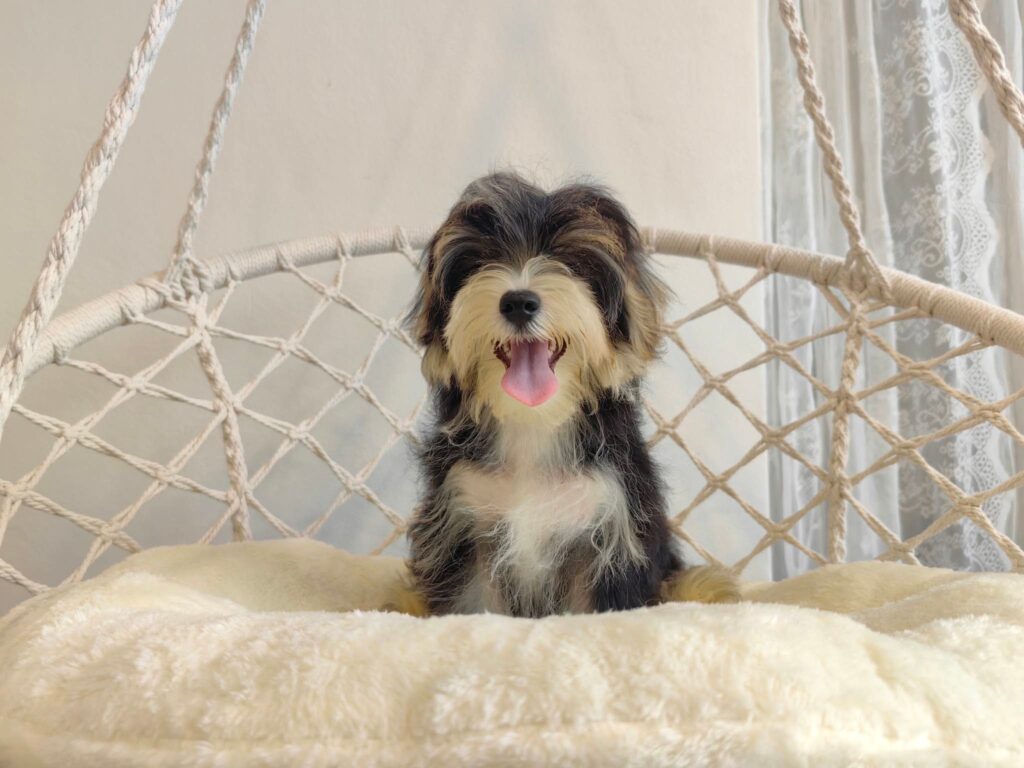 male Morkie puppy