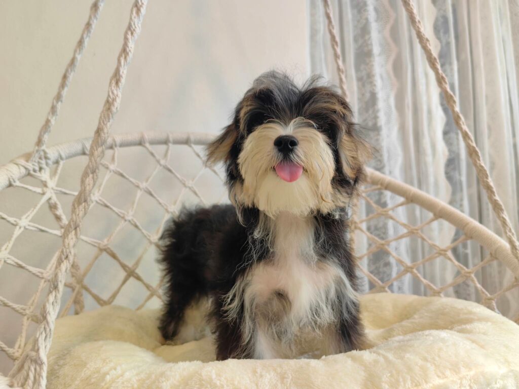 male Morkie puppy